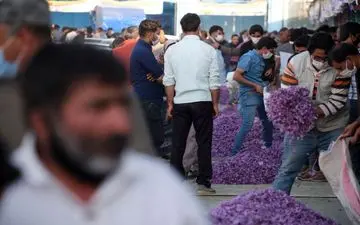 هشدار فایننشال تایمز درباره کاهش ذخایر زعفران ایرانی/ شوک دلالان چینی از انبارهای خالی از زعفران