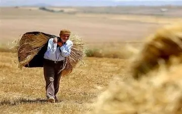 بدهی سنگین دولت به گندمکاران / سازمان برنامه: تاپایان مهر مطالبات کشاورزان پرداخت می‌شود 