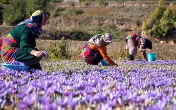 وضعیت قرمز در بازار زعفران ایرانی/ آمار تولید در هاله‌ای از ابهام 
