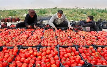 وعده ارزانی گوجه فرنگی از سوی رییس اتحادیه بارفروشان 