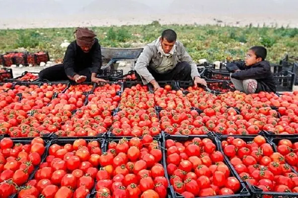 تورم 319درصدی گوجه فرنگی در کابینه ابراهیم رییسی