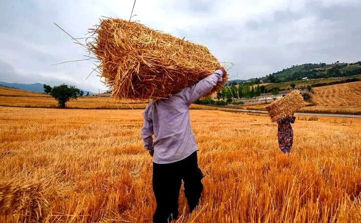 وعده وزیر جهاد کشاورزی دولت چهاردهم به گندم‌کاران 