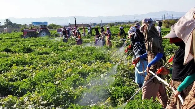 آمار بالای تجرد دختران روستایی/جوانی جمعیت در سراشیبی 