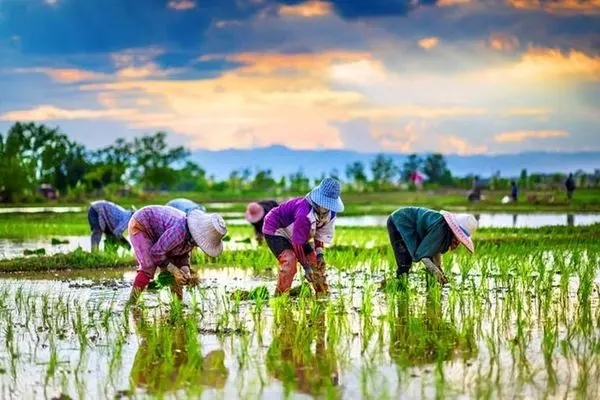 واردات با طعم فساد ارزی / تکرار ماجرای چای دبش در موضوع برنج