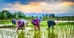قیمت عجیب برنج در کشورهای جهان/ ۹۰درصد بازار برنج در انحصار آسیایی‌ها