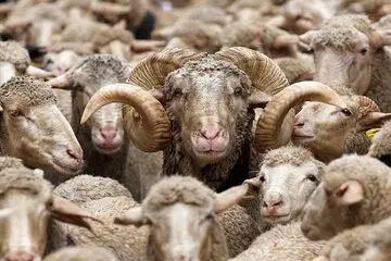 قیمت جدید دام زنده اعلام شد