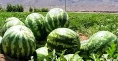 رد ادعای غیر واقع روسیه درباره هندوانه ایران