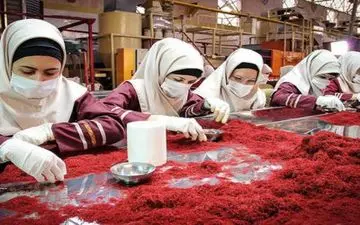 افزایش ۵۰درصدی صادرات زعفران