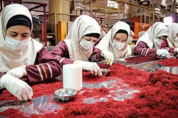 آمار تکان‌دهنده از حجم قاچاق زعفران /سهم ایران از بازار جهانی زعفران 16 درصد است
