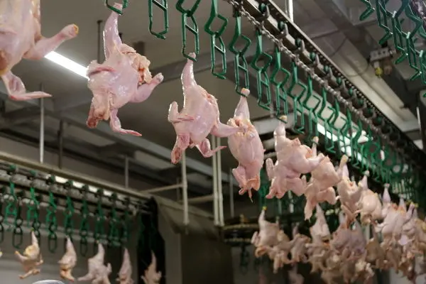 اعلام قیمت مرغ/ تولید بیش از ۳۰۰ هزارتن گوشت در ماه