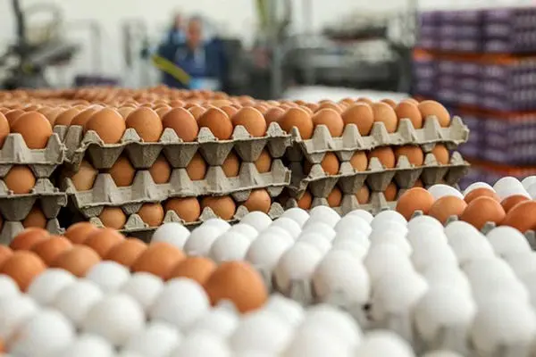 ضرورت اصلاح قیمت تخم‌مرغ/ مرغداران چه تقاضایی دارند؟