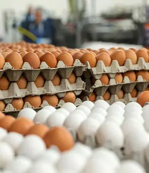 لغو ممنوعیت صادرات تخم‌مرغ/ قیمت‌ها نجومی می‌شود؟